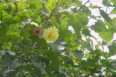 Thespesia populnea